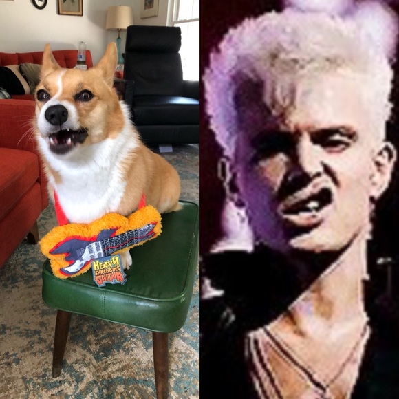 Meet your Posher, Eddi - Picture 9 of 9